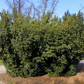 Parastā īve Vērmanes dārzā Parastā īve Vērmanes dārzā