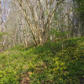 Dzeltenie vizbuļi Imulas dabas takā Dzeltenie vizbuļi Imulas dabas takā