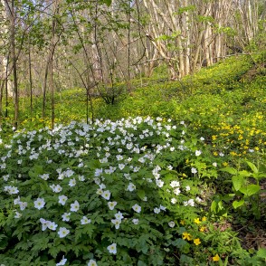 Baltie un dzeltenie vizbuļi Imulas dabas takā Baltie un dzeltenie vizbuļi Imulas dabas takā