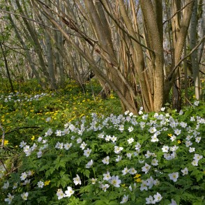 Baltie vizbuļi Imulas dabas takā Baltie vizbuļi Imulas dabas takā