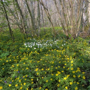 Vizbuļi Imulas dabas takā Vizbuļi Imulas dabas takā