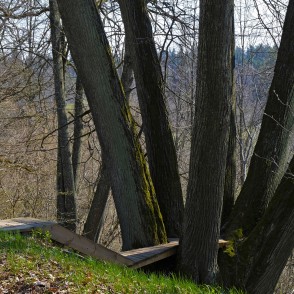 Liepa ar sešiem stumbriem Liepa ar sešiem stumbriem