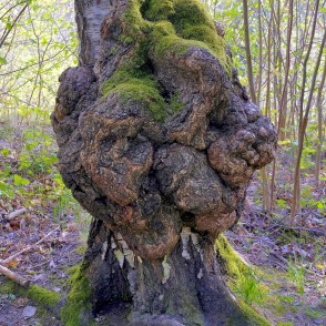 Liels māzers uz bērza stumbra Liels māzers uz bērza stumbra