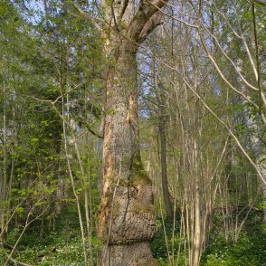 Nokaltis koks Imulas dabas takā Nokaltis koks Imulas dabas takā