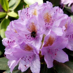 Rododendrs - Humboldt Rododendrs - Humboldt