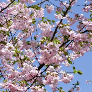 Ziedoša sakura Uzvaras parkā Ziedoša sakura Uzvaras parkā