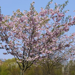Sakuras Uzvaras parkā Sakuras Uzvaras parkā