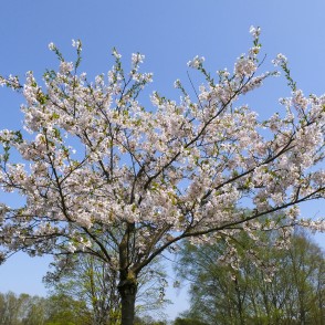 Sakura Uzvaras parkā Sakura Uzvaras parkā
