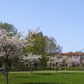 Sakuras Uzvaras parkā Sakuras Uzvaras parkā