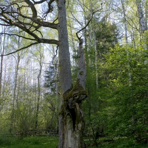 Koks Ukru gāršā Koks Ukru gāršā