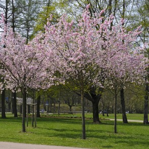 Sakuras Uzvaras parkā Sakuras Uzvaras parkā