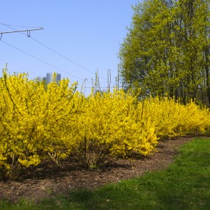 Forsītijas Uzvaras parkā Forsītijas Uzvaras parkā