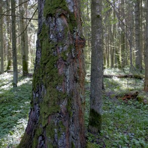 Ar sūnām apaudzis bērza stumbrs Ar sūnām apaudzis bērza stumbrs