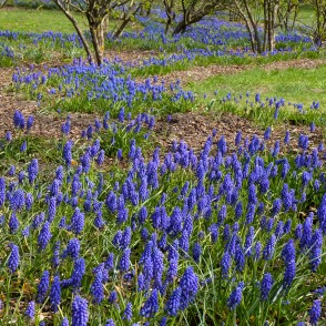 Muskaru dobe Uzvaras parkā Muskaru dobe Uzvaras parkā