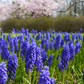 Muskaru dobe Uzvaras parkā Muskaru dobe Uzvaras parkā