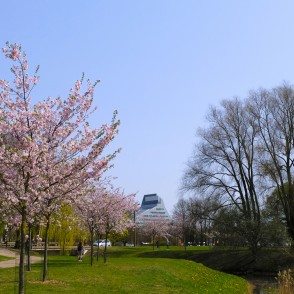 Sakuras Uzvaras parkā Sakuras Uzvaras parkā