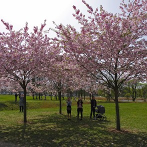 Sakuras Uzvaras parkā Sakuras Uzvaras parkā