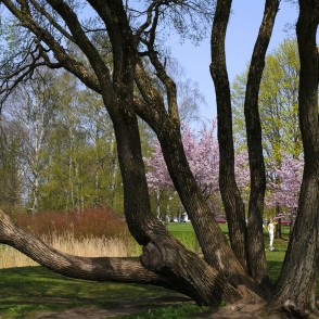 Daudzstumbru vītols un sakuras Uzvaras parkā Daudzstumbru vītols un sakuras Uzvaras parkā