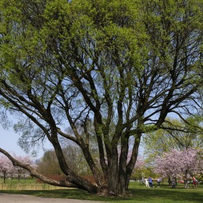 Daudzstumbru vītols un sakuras Uzvaras parkā Daudzstumbru vītols un sakuras Uzvaras parkā
