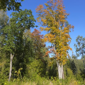 Kļava izcirtumā aiz Vella gravas Kļava izcirtumā aiz Vella gravas