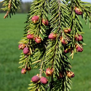 Spruce Tree With Cones Picea Abies Norway Spruce Redzet Eu