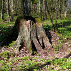 Celms Cīravas mežaparkā Celms Cīravas mežaparkā