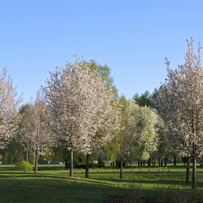 Sakuras jeb Japānas ķirši Uzvaras parkā Sakuras jeb Japānas ķirši Uzvaras parkā