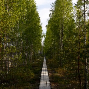 Bērzi Vasenieku purva takā Bērzi Vasenieku purva takā