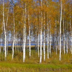 Bērzu birzs rudenī pie Alauksta ezera Bērzu birzs rudenī pie Alauksta ezera