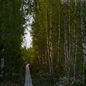 Bērzi Vasenieku purva takā Bērzi Vasenieku purva takā