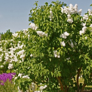 Upīša dārza ceriņu kolekcija Upīša dārza ceriņu kolekcija