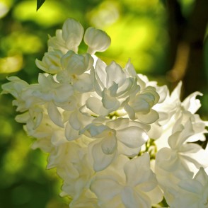 Balti ceriņi Balti ceriņi