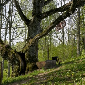 Upuru ozols Satiķu dabas takā Upuru ozols Satiķu dabas takā