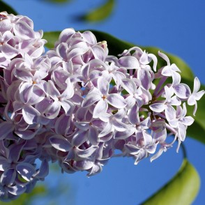 Ceriņi Upīša dārzā Dobelē Ceriņi Upīša dārzā Dobelē