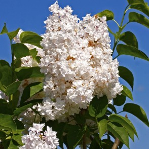 Ceriņi Upīša dārzā Dobelē Ceriņi Upīša dārzā Dobelē