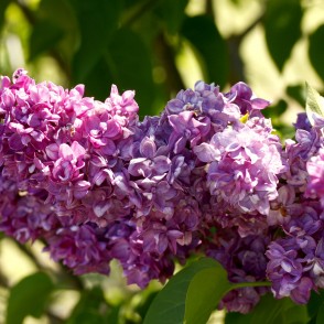 Ceriņi Upīša dārzā Dobelē Ceriņi Upīša dārzā Dobelē