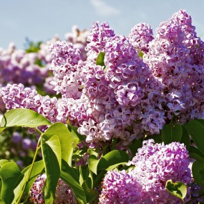 Ceriņi Upīša dārzā Dobelē Ceriņi Upīša dārzā Dobelē