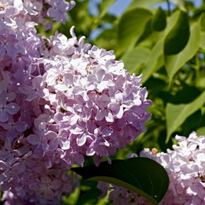 Ceriņi Upīša dārzā Dobelē Ceriņi Upīša dārzā Dobelē