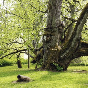 Sasmakas Elku liepa Sasmakas Elku liepa