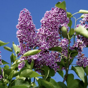 Divkrāsaini ceriņi Upīša dārzā Dobelē Divkrāsaini ceriņi Upīša dārzā Dobelē