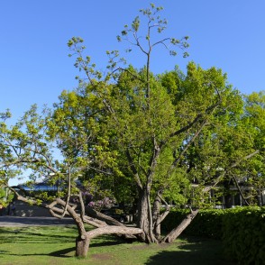 Kārija Vērmanes dārzā Kārija Vērmanes dārzā