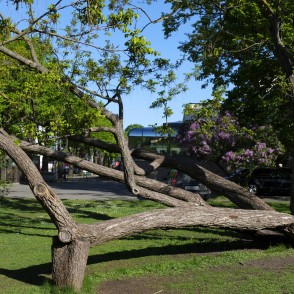 Kārija Vērmanes dārzā Kārija Vērmanes dārzā