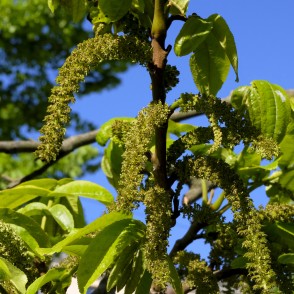 Kārijas vīrišķie ziedi Kārijas vīrišķie ziedi