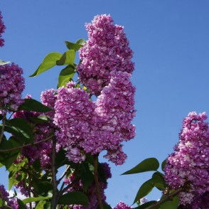 Ceriņi Upīša dārzā Dobelē Ceriņi Upīša dārzā Dobelē