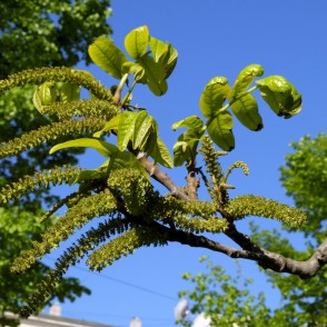 Kārijas zars ar vīrišķajiem ziediem Kārijas zars ar vīrišķajiem ziediem