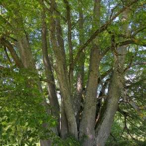 Popraga daudzstumbru liepas stumbri Popraga daudzstumbru liepas stumbri