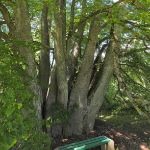 Popraga daudzstumbru liepas stumbri Popraga daudzstumbru liepas stumbri