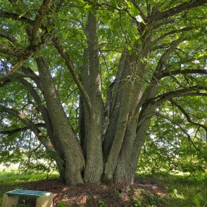 Popraga daudzstumbru liepas stumbri Popraga daudzstumbru liepas stumbri