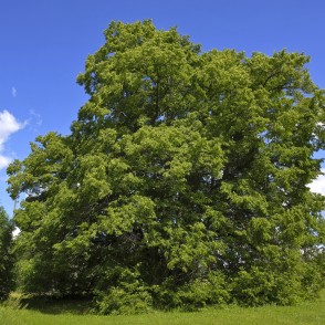 Popraga daudzstumbru liepa Popraga daudzstumbru liepa