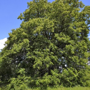 Popraga (24 stumbru) liepa Popraga (24 stumbru) liepa